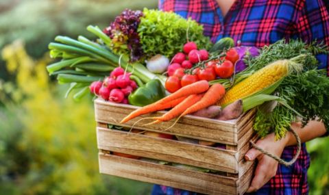 Значителен спад в производството на зеленчуци