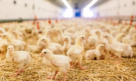 Изхвърлиха в ледена река 200 новоизлюпени пиленца, те загинаха