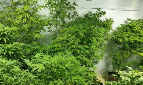 Разкриха нарколаборатория в монтанско село