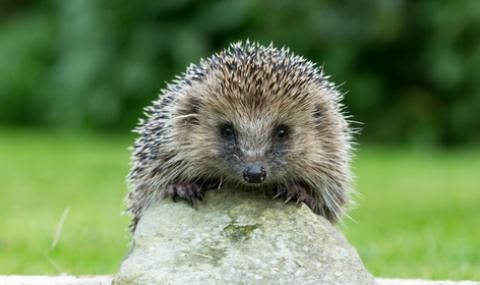 Изверг се гаври с таралежче, отряза му крайниците