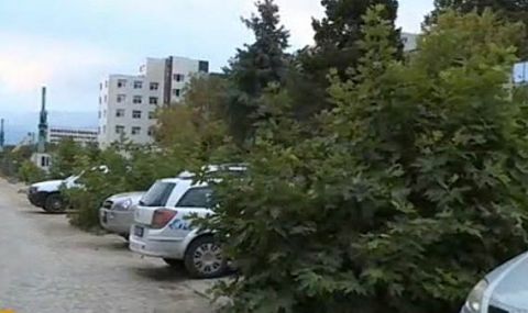 Масова сеч на млади дървета в голям град