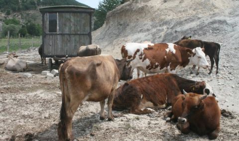 Говедовъдите искат спешна помощ от държавата