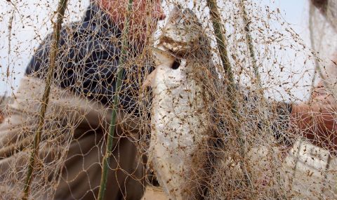 Цената на паламуда падна до 4 лева