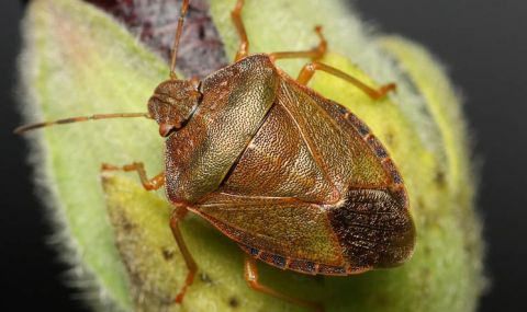 Има ли нашествие от миризливки и опасни ли са те за хората, разяснява ентимологът доц. Николай Симов