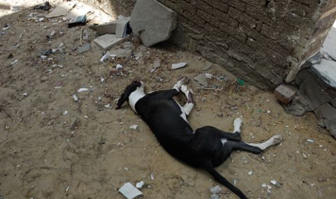 Бандит уби домашно кученце в Монтанско, полицията го издирва