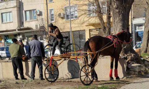 Незаконни надбягвания с двуколки в Кърджали