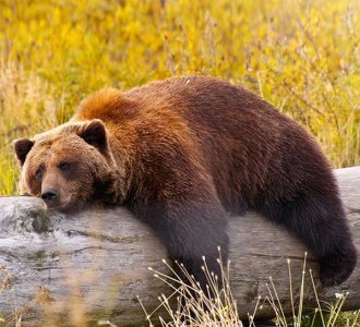Мечка броди по улиците на румънския град Плоещ