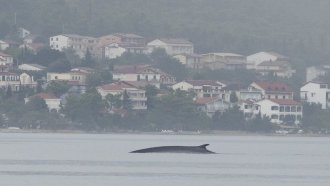 Кит е забелязан в Адриатическо море в района на Дубровник