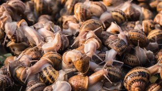 Ферма край морето превръща охлюва в гурме и туристическа емоция