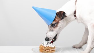 230 кг кучешка торта прави опит за рекорд на Гинес в София