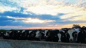 Добруджанска ферма заряза конвенционалното земеделие и спечели верни клиенти